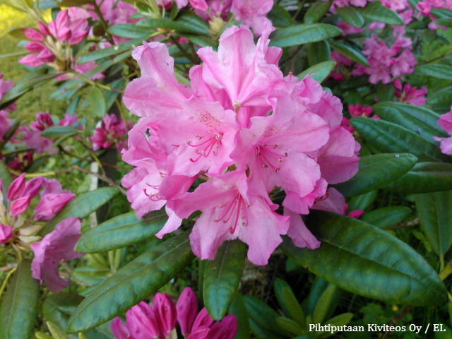 Rhododendron Haaga